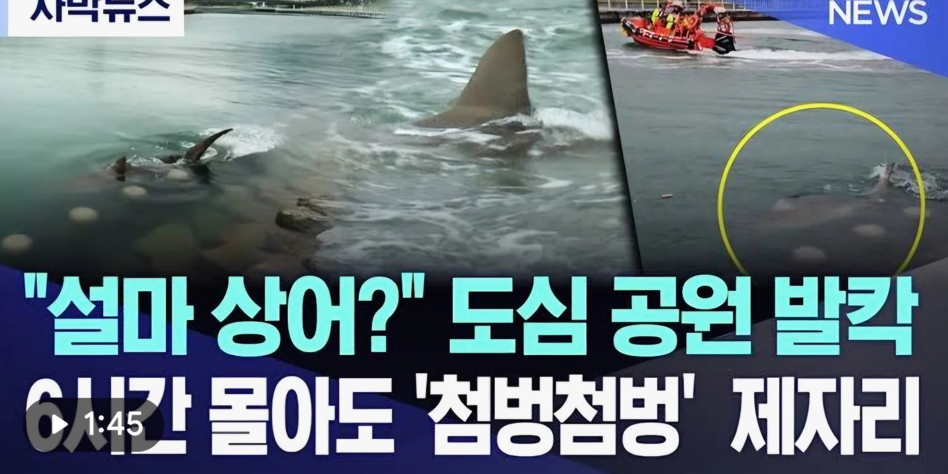 "설마 상어?" 도심 공원 발칵…6시간 몰아도 '첨벙첨벙' 제자리