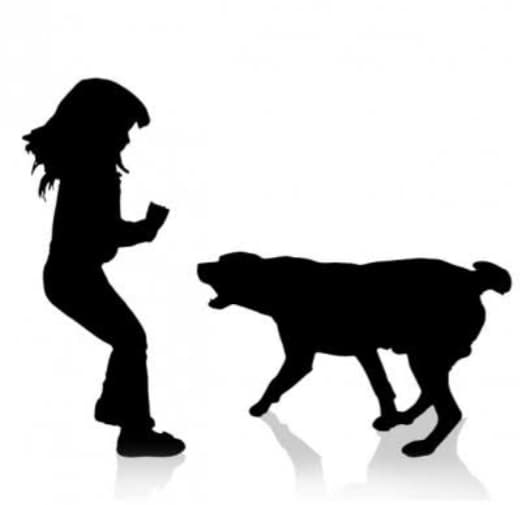 카이후 개 공격 사망 사건…견주, 과실치사 혐의로 기소